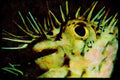 427006 Balloon Fish, Grand Cayman Island A4 Limited Edition Watercolour Print