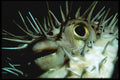 427006 Balloon Fish, Grand Cayman Island A4 Photo Print