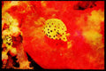 427007 Cube Boxfish, Red Sea A4 Limited Edition Watercolour Print