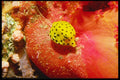 427007 Cube Boxfish, Red Sea A4 Photo Print