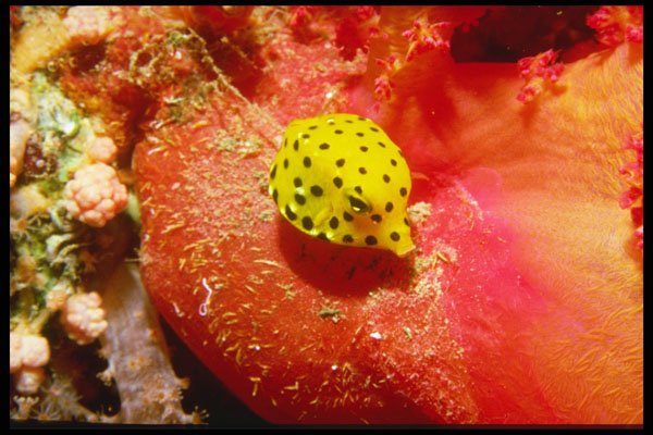 427007 Cube Boxfish, Red Sea A4 Photo Print