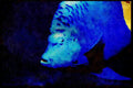 427008 Blue Angelfish, Red Sea A4 Limited Edition Watercolour Print