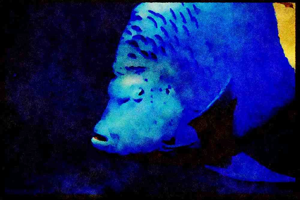 427008 Blue Angelfish, Red Sea A4 Limited Edition Watercolour Print