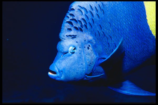 427008 Blue Angelfish, Red Sea A4 Photo Print