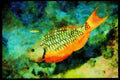 427009 Yellowtail Parrotfish A4 Limited Edition Watercolour Print