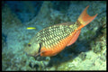 427009 Yellowtail Parrotfish A4 Photo Print