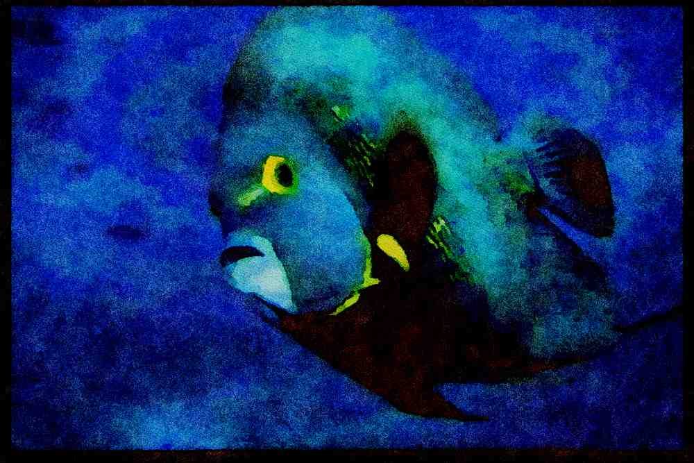 427010 French Angelfish, Mexico A4 Limited Edition Watercolour Print