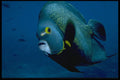 427010 French Angelfish, Mexico A4 Photo Print