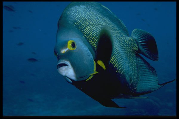 427010 French Angelfish, Mexico A4 Photo Print