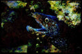 427011 Spotted Moray Eel, Mexico A4 Limited Edition Watercolour Print