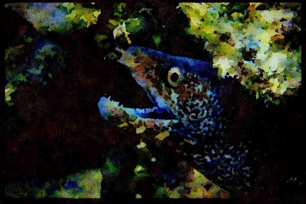 427011 Spotted Moray Eel, Mexico A4 Limited Edition Watercolour Print