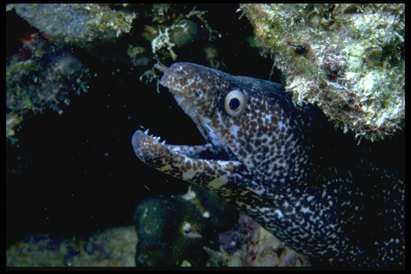 427011 Spotted Moray Eel, Mexico A4 Photo Print