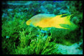 427012 Spanish Hogfish, Grand Cayman Island A4 Limited Edition Watercolour Print
