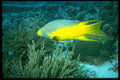 427012 Spanish Hogfish, Grand Cayman Island A4 Photo Print