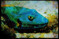 427013 Stoplight Parrotfish A4 Limited Edition Watercolour Print