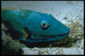 427013 Stoplight Parrotfish A4 Photo Print