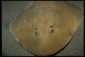 427014 Electric Ray, St. Lucia A4 Photo Print
