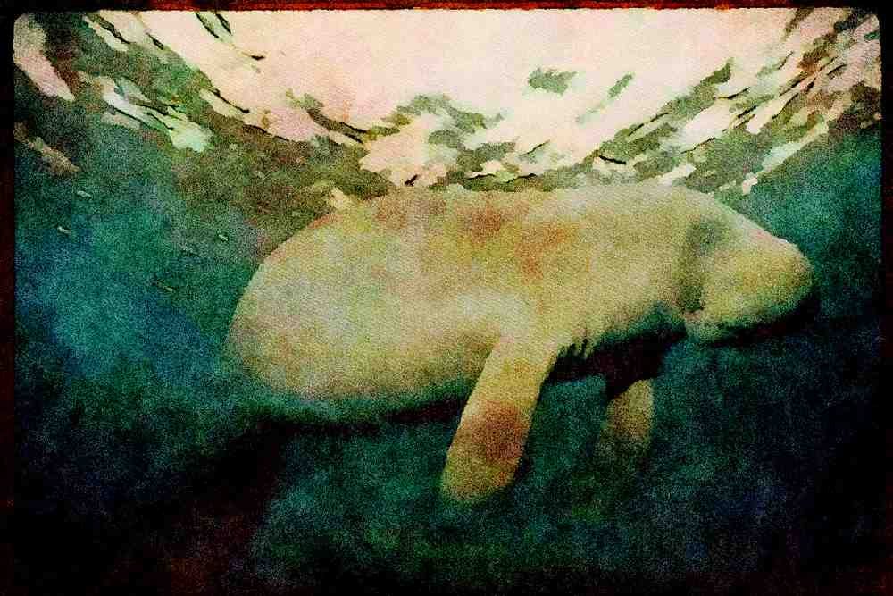 427015 Florida's West Indian Manatee A4 Limited Edition Watercolour Print