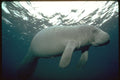 427015 Florida's West Indian Manatee A4 Photo Print