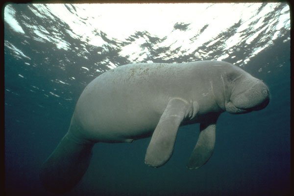 427015 Florida's West Indian Manatee A4 Photo Print