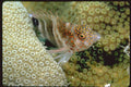 427016 Red spotted Hawkfish, The Caribbean's Only Hawkfish A4 Photo Print