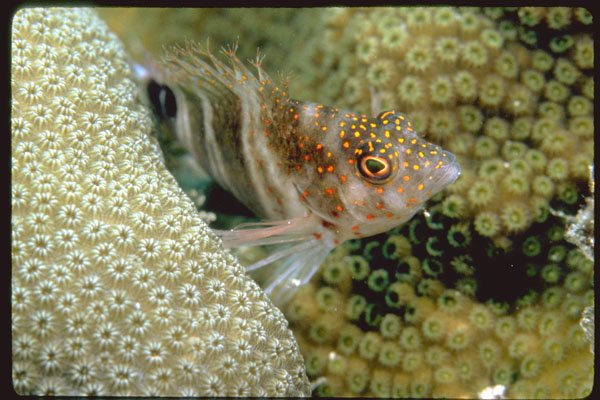 427016 Red spotted Hawkfish, The Caribbean's Only Hawkfish A4 Photo Print