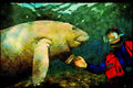 427017 A Manatee Calf Greets A Diver A4 Limited Edition Watercolour Print