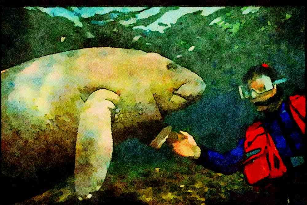 427017 A Manatee Calf Greets A Diver A4 Limited Edition Watercolour Print