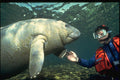 427017 A Manatee Calf Greets A Diver A4 Photo Print