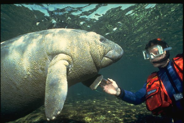427017 A Manatee Calf Greets A Diver A4 Photo Print