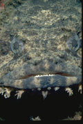 427018 A Surly looking Oyster Toadfish A4 Photo Print