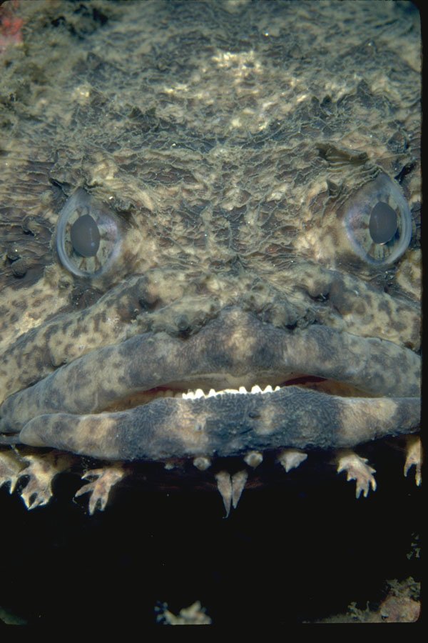 427018 A Surly looking Oyster Toadfish A4 Photo Print