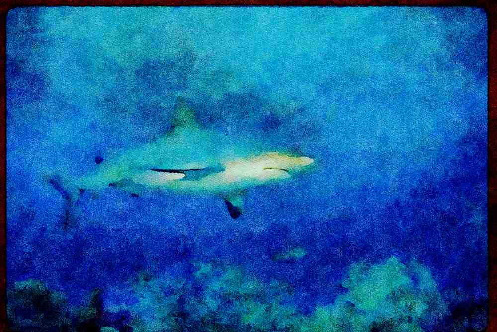 427019 Caribbean Reef Shark Prowls The Reef A4 Limited Edition Watercolour Print