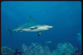 427019 Caribbean Reef Shark Prowls The Reef A4 Photo Print