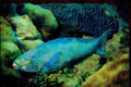 427021 Queen Parrotfish Feed On The Reef's Hard Corals A4 Limited Edition Watercolour Print