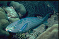 427021 Queen Parrotfish Feed On The Reef's Hard Corals A4 Photo Print
