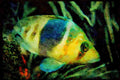 427022 The Barred Hamlet Feed On Small Crabs And Shrimp A4 Limited Edition Watercolour Print