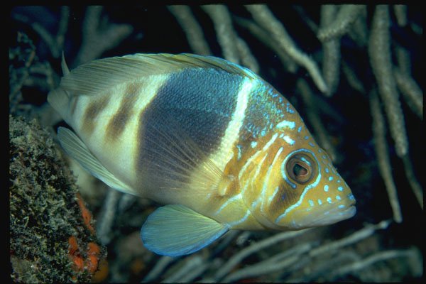 427022 The Barred Hamlet Feed On Small Crabs And Shrimp A4 Photo Print