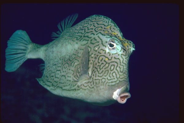 427024 Honeycombed Cowfish A4 Photo Print