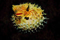 427025 The Webbed Burrfish Looks Like An Inflated Pincushion A4 Limited Edition Watercolour Print