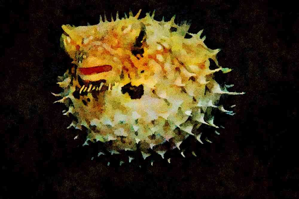 427025 The Webbed Burrfish Looks Like An Inflated Pincushion A4 Limited Edition Watercolour Print