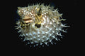 427025 The Webbed Burrfish Looks Like An Inflated Pincushion A4 Photo Print
