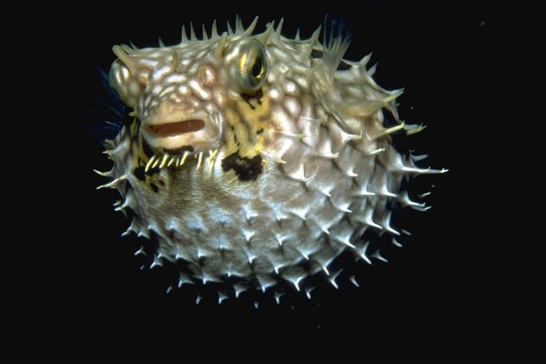 427025 The Webbed Burrfish Looks Like An Inflated Pincushion A4 Photo Print