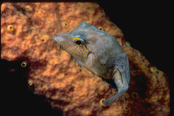 427026 Tiny Sharpnose Puffer A4 Photo Print