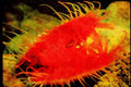 427027 The Rough File Shell Is A Flame colored Nocturnal Bivalve A4 Limited Edition Watercolour Print