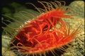 427027 The Rough File Shell Is A Flame colored Nocturnal Bivalve A4 Photo Print