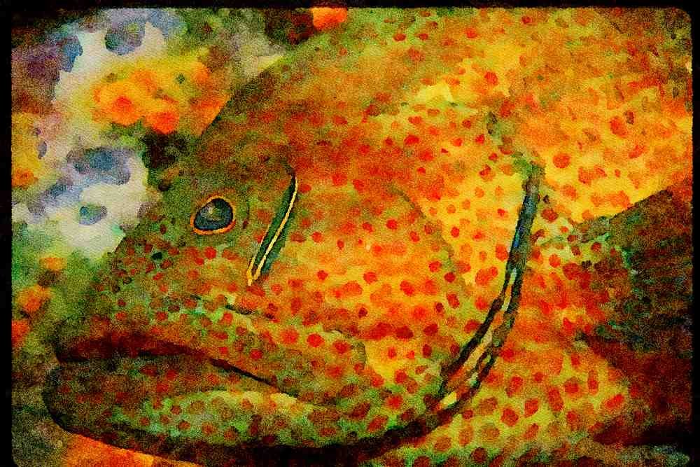 427028 Goby Cleans Graysby Grouper A4 Limited Edition Watercolour Print