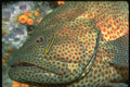 427028 Goby Cleans Graysby Grouper A4 Photo Print