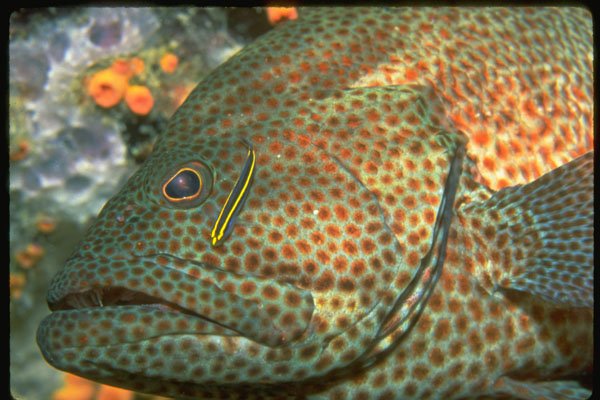 427028 Goby Cleans Graysby Grouper A4 Photo Print
