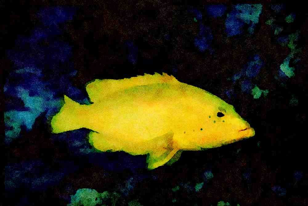 427029 Rare Yellow Phase Of The Coney Grouper A4 Limited Edition Watercolour Print